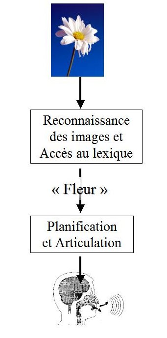 Image -> Word -> Articulation